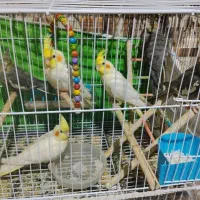 جوجه عروس هلندی