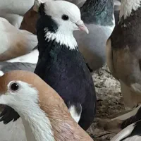 ۴۰تا رنگه کفتر