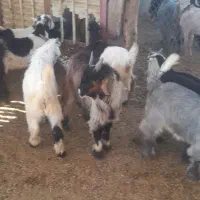بز و بز غاله میش وبره