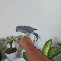راهب سخنگو دستی