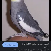 گمشده عروس هلندی در کرمان
