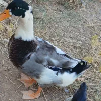 اردک ۷ماهه