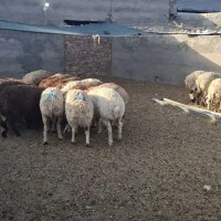 فروش ۴ عدد بره نر
