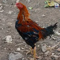 خروس لاری