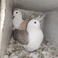 کفتر