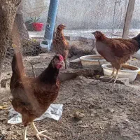 مرغ و جوجه مرغ محلی