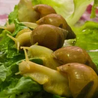 فروش ۲۰ عددحلزون طبی ۷الی ۱۲ سانت