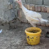 بوقلمون