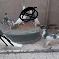 افشون