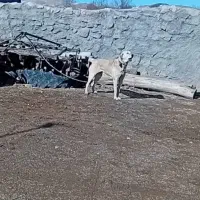 سگ.