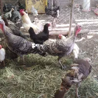 بوقلمون ماده تخمگذار کرچ شو سلامت