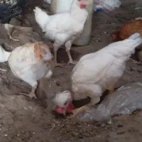 فروش 3عدد خروس