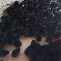 جوجه بلک استار