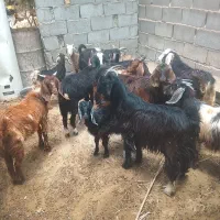 111|حیوانات مزرعه|داراب, |دیوار
