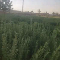 رزماری تازه اعلا برداشت اول