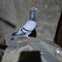 کبوتر مصافتی مولد