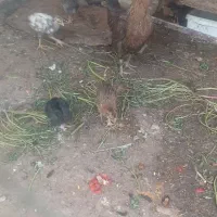 مرغ وجوجه