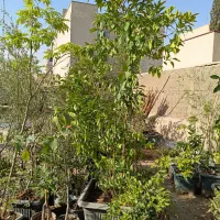 ۳متری چند شاخه پرتقال نهال نخل خرما گلدانی درخت مو