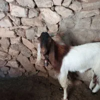 گوسفند فروشی