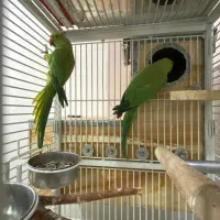 پرنده ملنگو