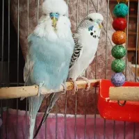 مرغ عشق انگلیسی وارداتی گرید a عروس هلندی سخنگو
