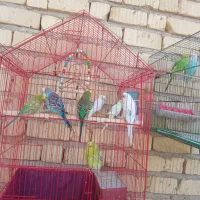 مرغ عشق