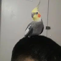 عروس هلندی مولد