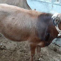 گوساله نر جرسی