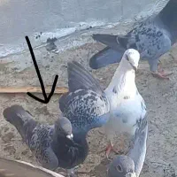کبوتر