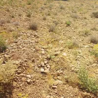 زمین باغ شهری خالد اباد داریون ۵۰۰ متری