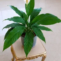 گل و گیاه