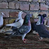 کفترزمانتی