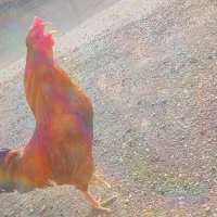 خروس دورگ