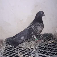 کفتر کله تاب سبز