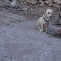 سگ پاکوتا