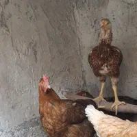 مرغ لاری با چهل تاج