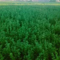کاه گندم کردستان