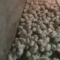 بلدرچین بالغ برای مولد