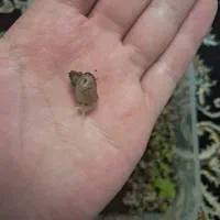 بچه حلزون|خزنده|تهران, قلهک|دیوار