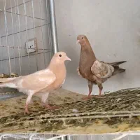 ۳عدد جوجه کله ایی خوشکل