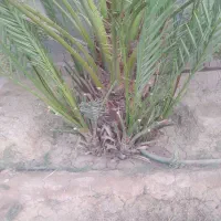 فروش پاجوش