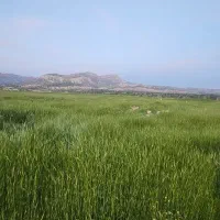 فروش زمین چوار (بر اصلی جاده )