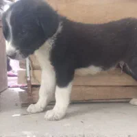 توله سگ اصل