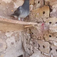 کبوترصیدقلدور