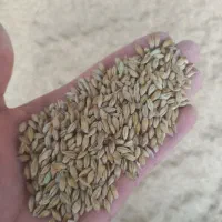 جو  و یونجه