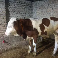 گوساله سمینطال نره
