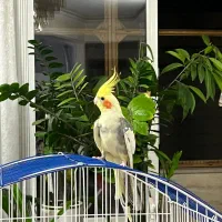 عروس هلندی نر دستی
