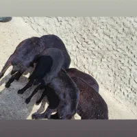 بره ماده قره قزل گوسفند میش قوچ شیشک افشار دوقلو