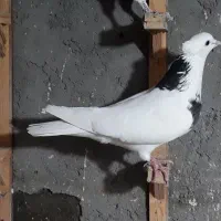 کفتر|پرنده|مشهد, شهید مطهری|دیوار