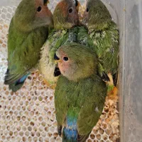 کوتوله سرلاکی